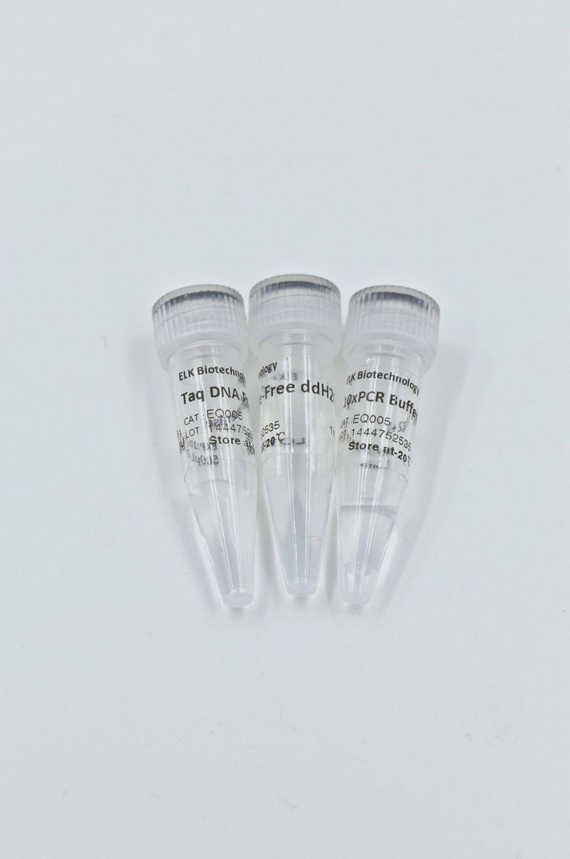 Taq DNA Polymerase