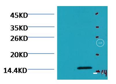 Histone H3 (di methyl K79) Monoclonal antibody | EM1087