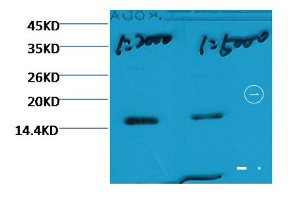 Histone H3 (tri methyl K79) Monoclonal antibody | EM1091