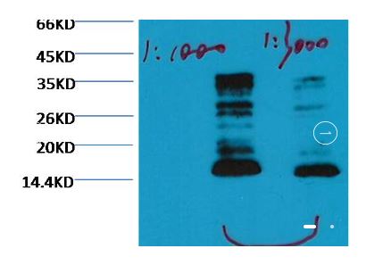 Histone H3(mono methyl K79) Monoclonal antibody | EM1099