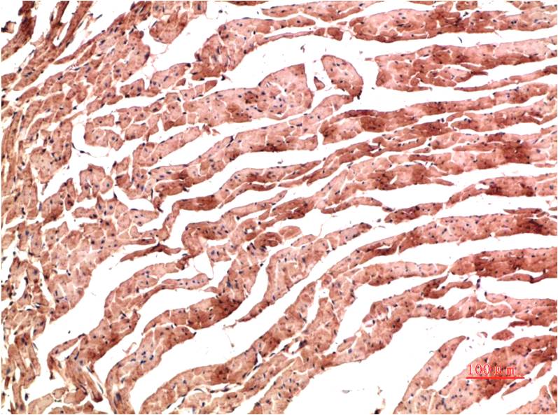 VE-Cadherin (3G8) Mouse mAb | EM1384